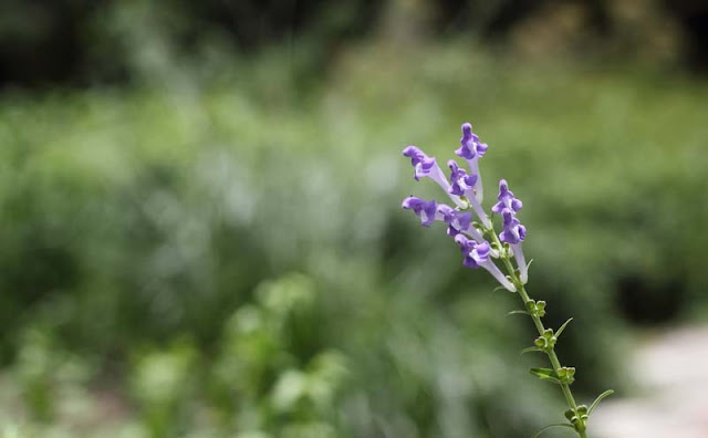 Baikal Skullcap Flowers Pictures