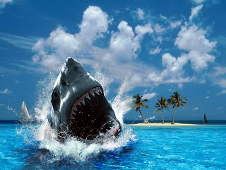 shark action shot wallpaper Wallpaper Computer Desktop