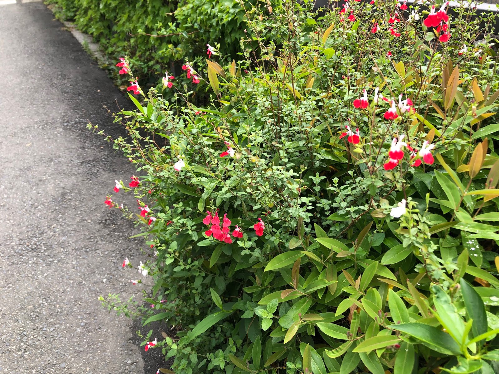 チェリーセージ ホットリップス を植えよう 赤と白のツートンカラーの可憐な花が魅力の多年草 モニオの部屋