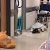 Shocking photographs show patients ‘forced to lie on the FLOOR with people stepping over them’ at a busy Yorkshire hospital amid winter NHS chaos  