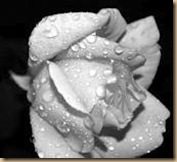 black and white flower