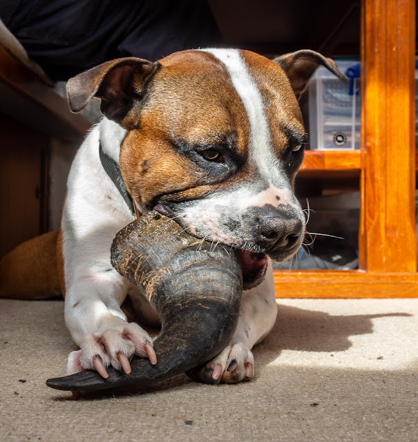 Photo of Ruby with her new buffalo horn