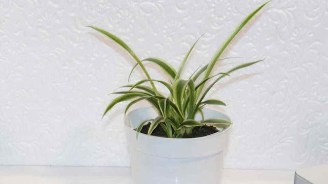 tanaman hias kecil indoor