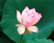 Pink Lotus Flower (lotus flower pictures)