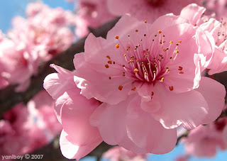 pink blossom