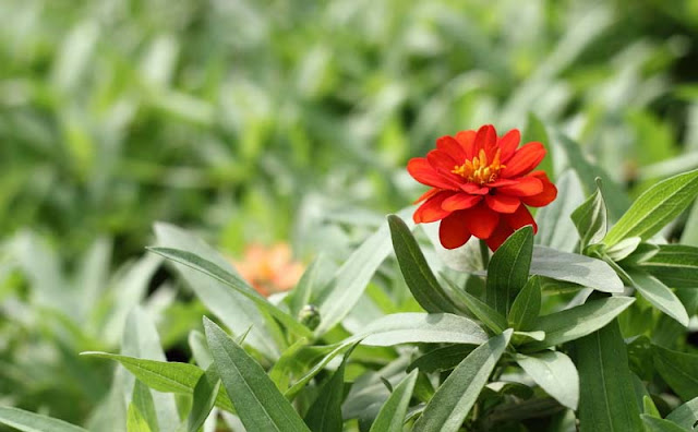 Narrow-Leaf Zinnia Flowers