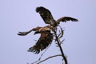 Bald Eagle Anglers Kingdom Nungesser Lake north of Red Lake Ontario