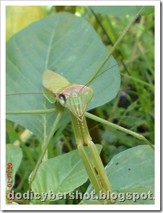 one eye praying mantis 03