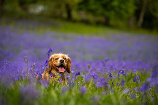 Eko the Golden Cocker Spaniel laying amongst a huge carpet of Bluebells in a wonderful woodland glade. The photo is taken at a low angle so that you can only see his head emerging from amongst the blue as he's laying on a path that is clear of bluebells