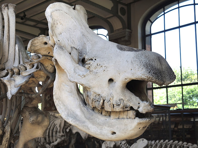 Parijs : skeletten in het natuurhistorisch museum