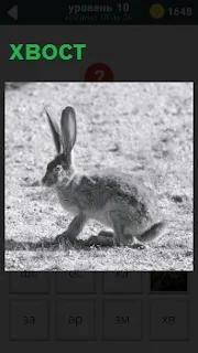 По полю скачет заяц с коротким хвостом и высокими стоячими ушами, наблюдая за местностью