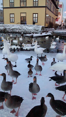 Tjörnin  lac gelé reykjavik canard cygne