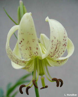 Лилия Фаржа / Лилия медная (Lilium fargesii, =Lilium cupreum)