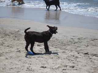 lab on beach