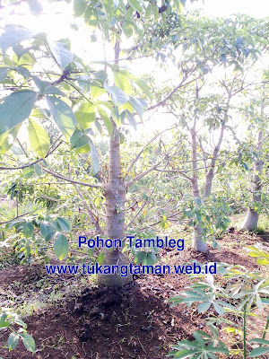 Jual Pohon Baobab | Pohon Ki Tambleg | Adonsonia Digitata | Pohon Kaki Gajah