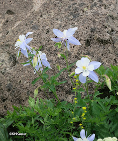 Coloraod columbine, Aquilegia coerulea