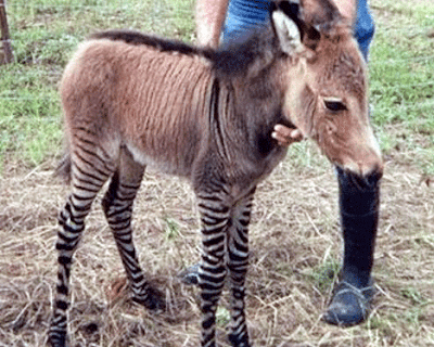 horses mating with donkey. Natural Horse Mating Videos