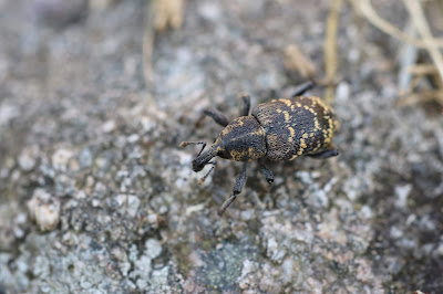 Grote Dennensnuitkever - - Hylobius abietis