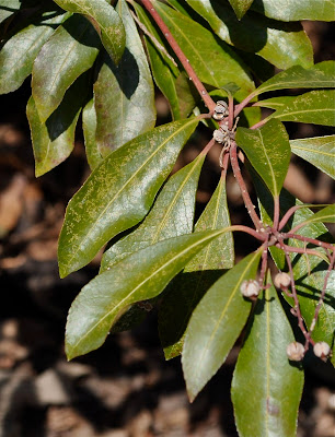 Wit's End: "When Vegetation Rioted the Earth and the Big Trees ...