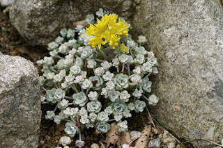 Orpin spatulé - Sedum spathulifolium