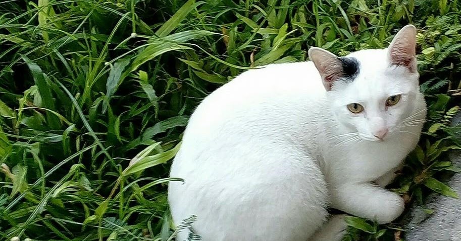 Kucing Utara: Masa pemulihan rawatan cacing untuk kucing