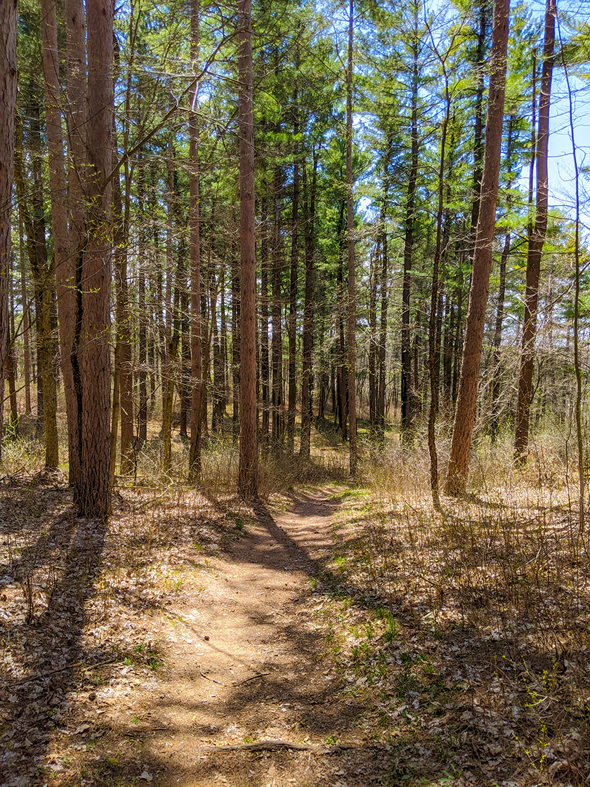 Dirt trail through pines