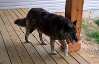 Sadie the husky on the porch