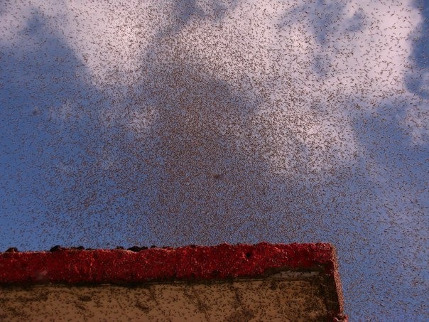 Huge swarms of mosquitoes invade Mikoltsy