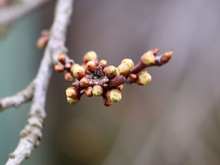 The plum tree by the Green Building is budding again