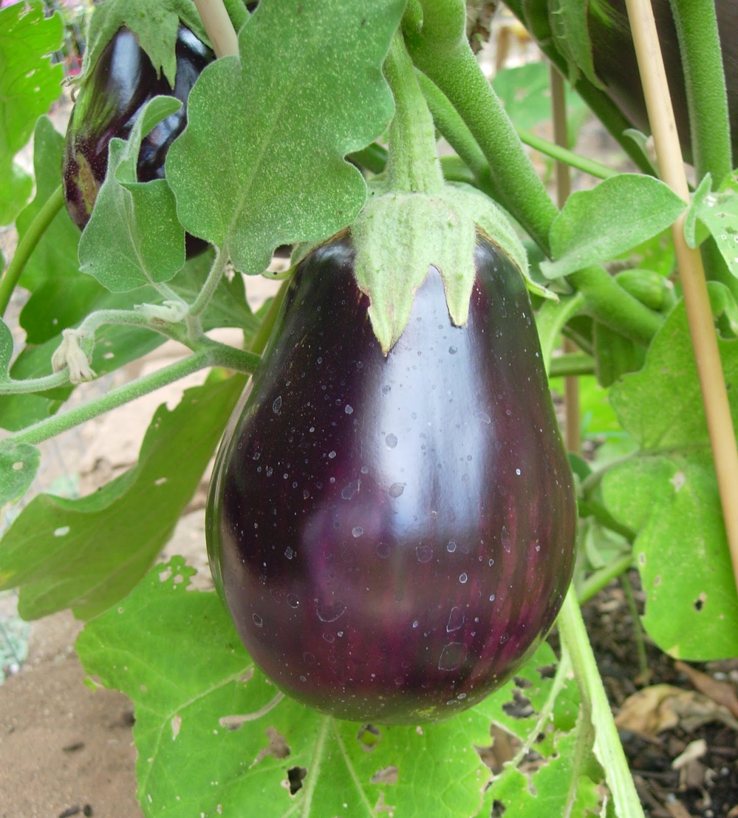 Eggplant In Spanish