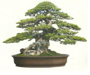 Bonsai (Cemara Udang)