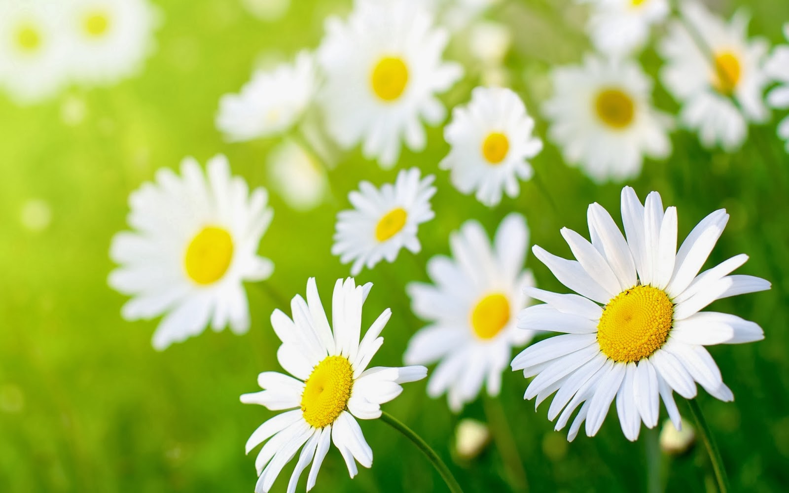 daisy+flower+wallpaper+201412