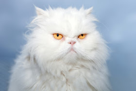 White Persian cat with grumpy expression. Photo via Adobe Stock.