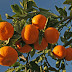 Valencian mandarins in Luxembourg squeeze