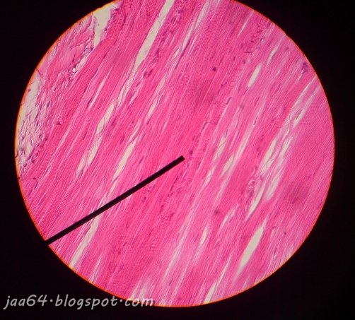 JaA s StorY practicum biology Block 3 epithelial and 