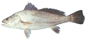 corvina del sur Argyrosomus hololepidotus