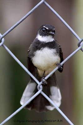 Pied Fantail (Rhipidura javanica)