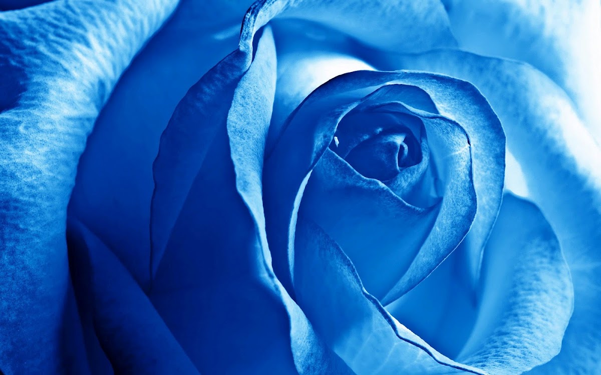 Blue Rose Widescreen Wallpaper