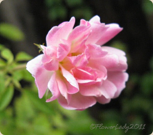 09-24-phyllis-bide