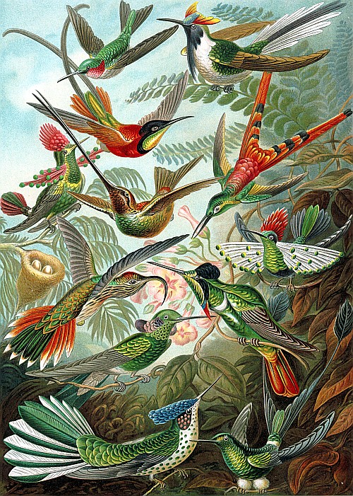 Рисунок Эрнста Геккеля - Колибри (Trochilidae)