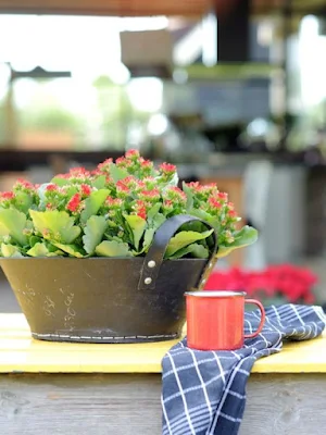 a Kalanchoe combina muito bem com cachepôs de madeira e fibras naturais, como a juta.