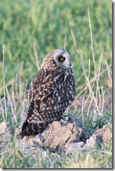 Short-eared Owl