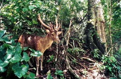 Kenali dan Kunjungi Objek Wisata di Pandeglang