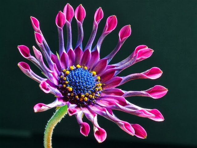 types of flowers with meaning African Daisy Flower Meaning | 640 x 480