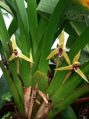 Maxillaria nasuta - Nosed Maxillaria care