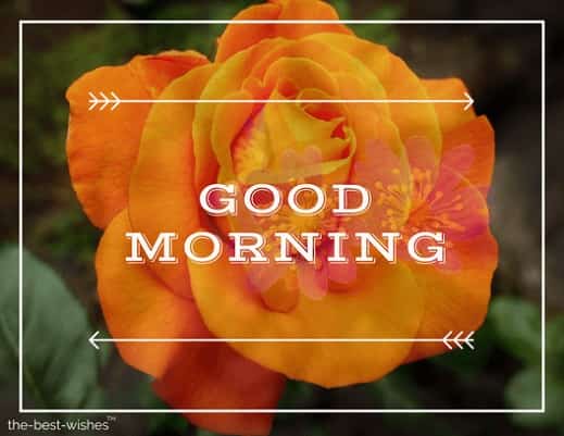 good morning with orange rose