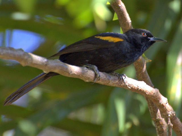 Oriole Bird Food