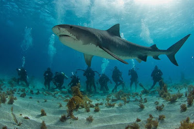 Sharks Up Close Seen On www.coolpicturegallery.us