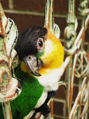 Black headed caique on iron trellis