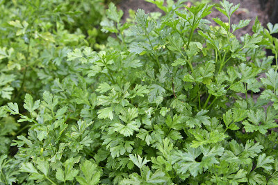 Parsley | Garden Parsley | Petroselinum Crispum